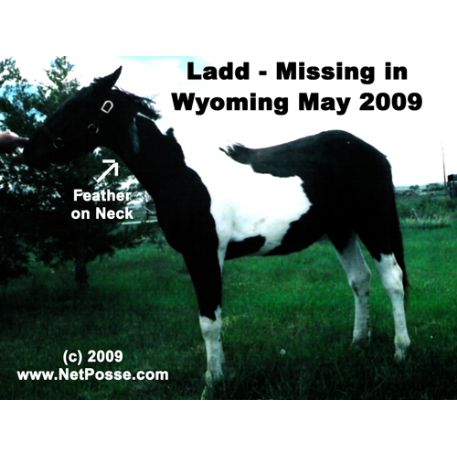MISSING Horse - Silver Ladd