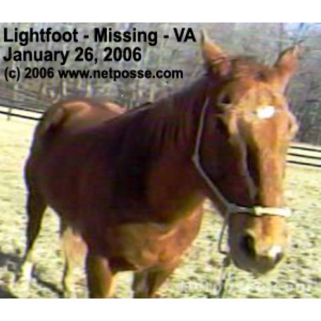 MISSING Horse - LightFoot