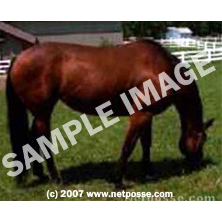 MISSING Horse - AUCTION HORSE # 393