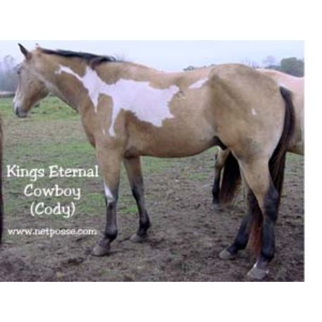 MISSING Horse - Kings Eternal Cowboy 