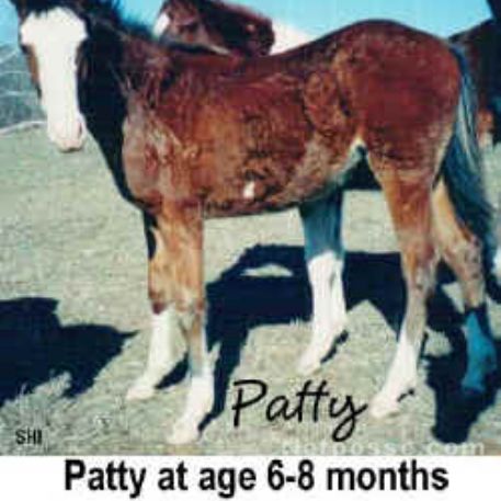 STOLEN Horse - Patty