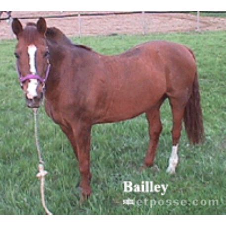 MISSING Horse - Bailey