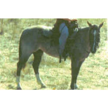 STOLEN Horse - Concha