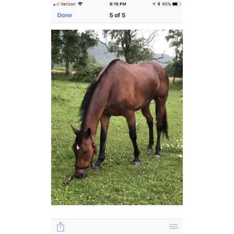 MISSING Horse - Galley