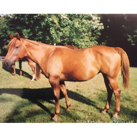 MISSING Horse - Jacs Queen Tamet aka Genger