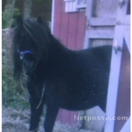 MISSING Horse - Butchie