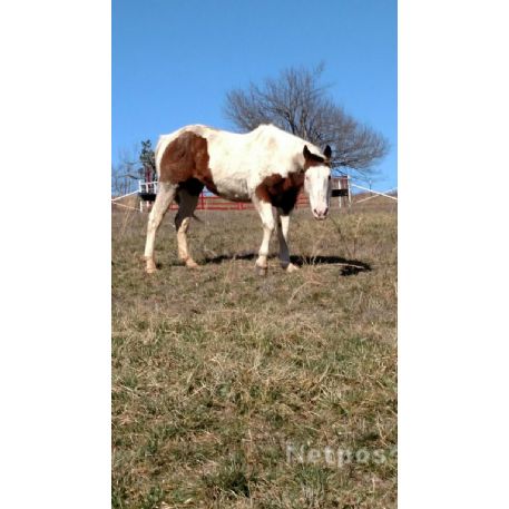 FOUND Paint TOBIANO Horse