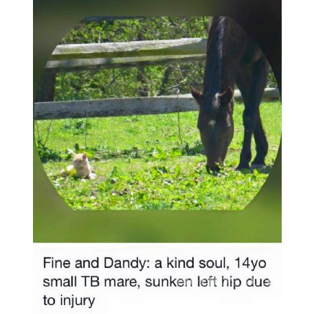 MISSING Horse - Fine and Dandy