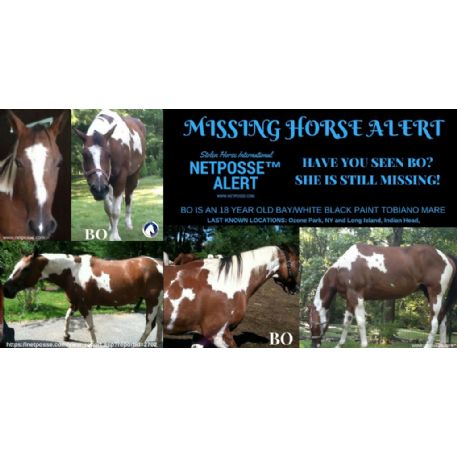 MISSING Horse - Bo 