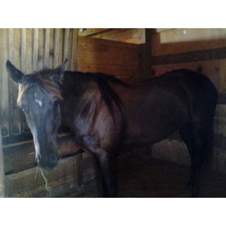 MISSING Horse - Patricia Ane