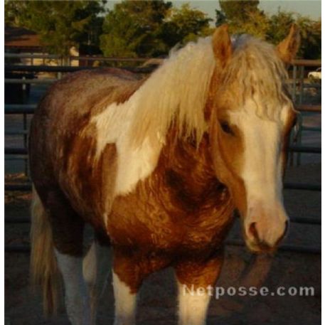 MISSING Horse - Troy