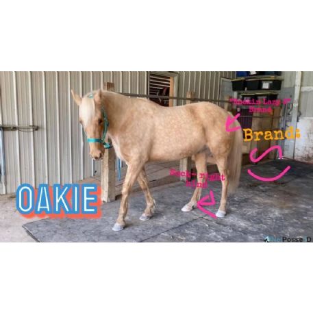 SEARCHING FOR Horse - Oakie