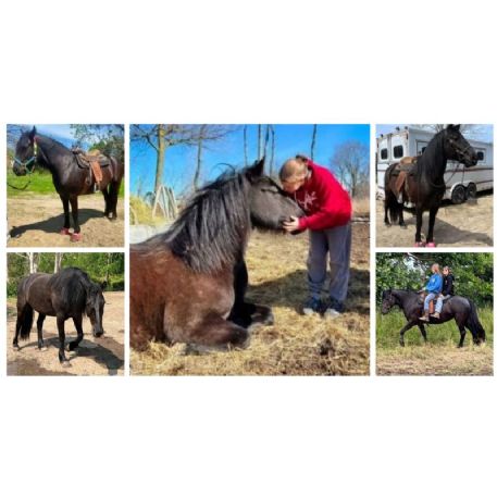 RECOVERED Horse - GHH Primrose, Charleston , IL 61920