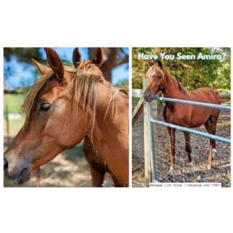 RECOVERED Horse - Amira, DICKSON, TN 37055-3919