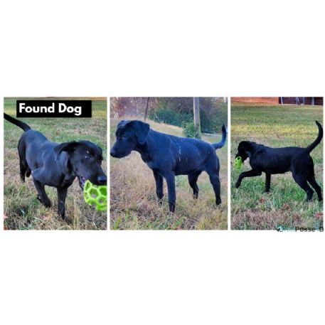 FOUND Labrador Retriever or mix Dog