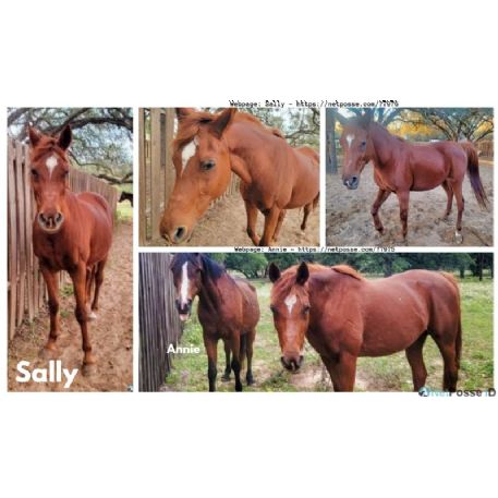 MISSING Horse - Cinnamon Sally