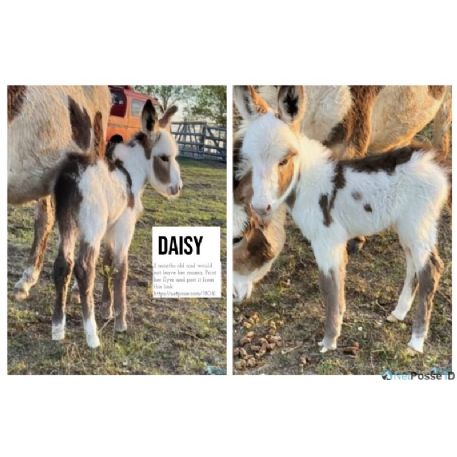 RECOVERED Donkey - Daisy