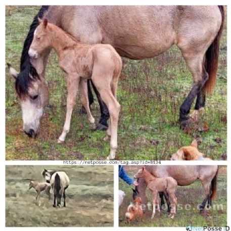 MISSING Horse - Tinkerbell's Baby