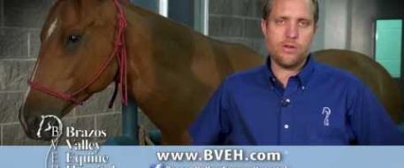 INSTRUCTIONS: How to microchip a horse