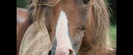 I'll Be Coming Home - A NetPosse Victim's Video