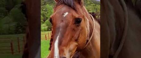 Bullet, missing horse in Vale, NC area. NetPosse Report 8839