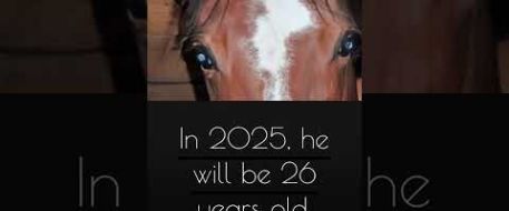 NETPOSSE COLD CASE Boots, retired mounted police horse, where are you?