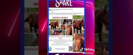 NetPosse Alert for Missing Horse Bobby - Mustang - TN NetPosse ID 8835