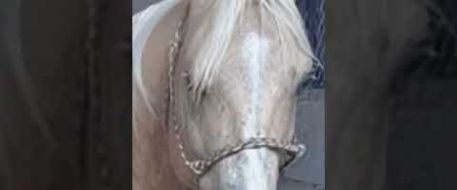 The Trainer Who Was a Farrier: Did He Steal Your Horse, Too?