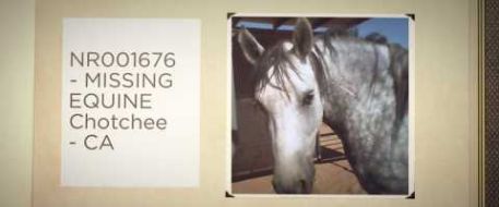 On this day, May 24th, these horses became missing horses. Have you seen them?