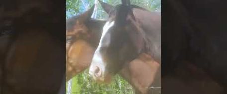 A Christmas Story - Three NC Lost Horse Are Home