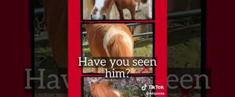 $1000 REWARD for Seabiscut 