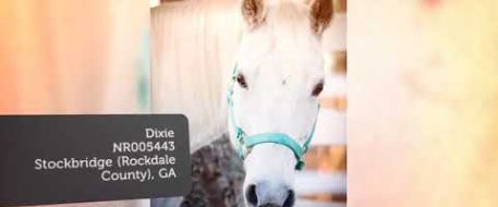 Horse Scam Warning - Watch this Video Before Rehoming Your Horse