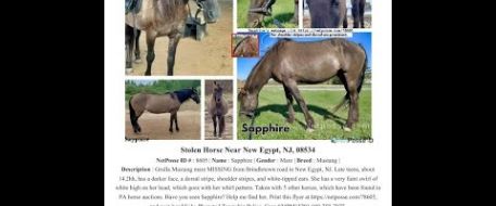 NETPOSSE ALERT FOR Stolen Horse named Sapphire - New Egypt, NJ, 08534 