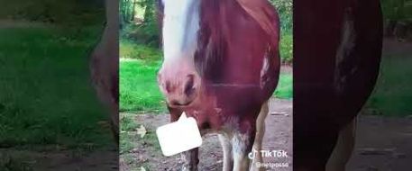 Have you seen Jesse, missing Clydesdale from Pennsylvania?