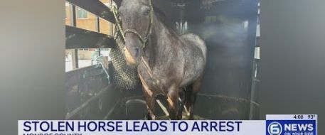 Stolen Tennessee Horse Recovered, Two Women Charged