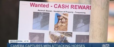 Camera captures men throwing rocks at, punching corralled horses