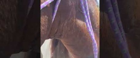 Stolen Horse Reunion for Hope and Rainy