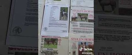 NetPosse Alerts - Reuniting Horses with Owners Since 1997