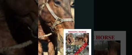 Happy Dance Time! Dinero is Home!