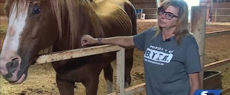 Drug Bust Exposes Hidden Crimes in Horse Trailers