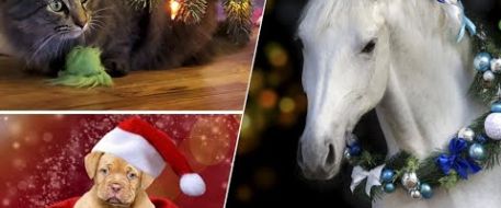 Help Save NetPosse. Donate Now.