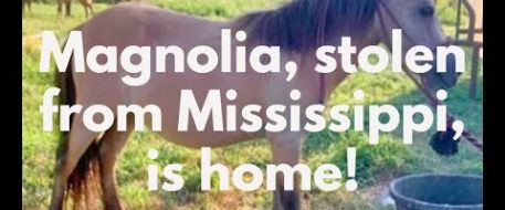 Stolen miniature horse is found in Panola County Mississippi