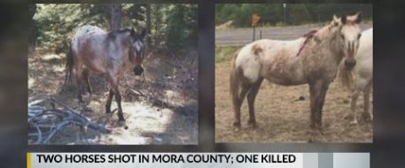 2 horses shot in Mora County, NM. One dead.