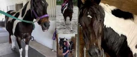 NetPosse and Google Find Missing and Stolen Horses