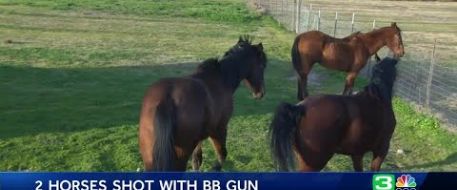 2 horses shot with BB gun, Gibson Ranch, Sacramento County, CA