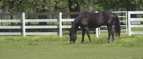 Horse Theft Is On The Rise In Texas.