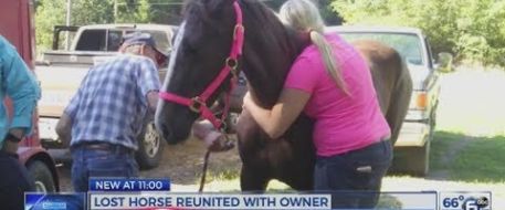 Lost Tennessee Walking Horse found in Cherokee National Forest
