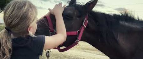 In Memory of Dixie, a missing horse brought home with NetPosse's help.