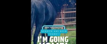 I'm Going Home, Dedrick the Stolen Friesian's Miracle Story
