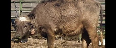 Moochie, Water Buffalo missing from Colorado. Share her NetPosse Alert